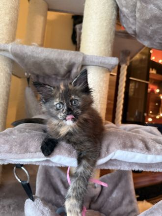 ❤️Liebevolle Maine Coon Kitten❤️