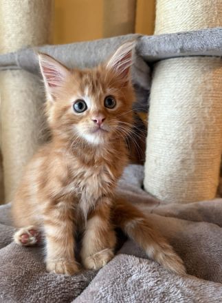 ❤️Liebevolle Maine Coon Kitten❤️
