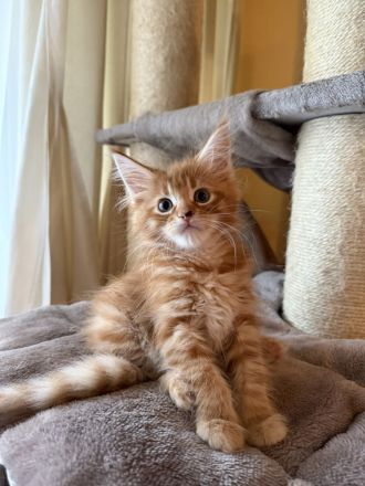 ❤️Liebevolle Maine Coon Kitten❤️