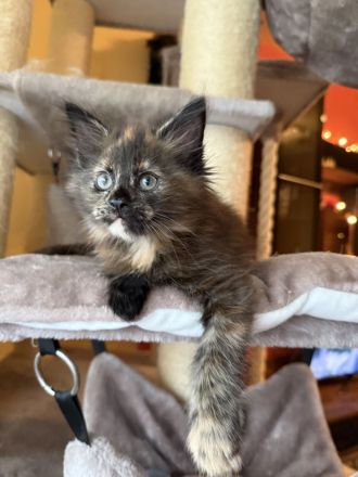 ❤️Liebevolle Maine Coon Kitten❤️