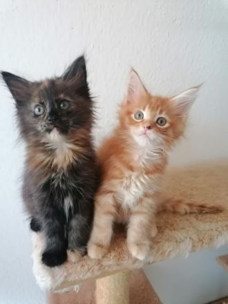 ❤️Liebevolle Maine Coon Kitten❤️