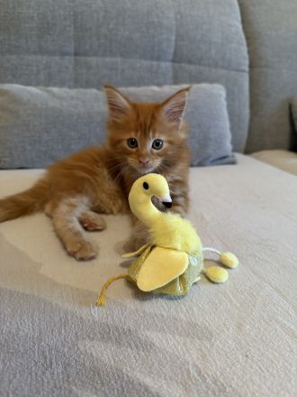 ❤️Liebevolle Maine Coon Kitten❤️