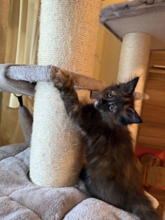 ❤️Liebevolle Maine Coon Kitten❤️