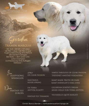 Golden retriever Welpen rüden suchen ein liebevolles Zuhause