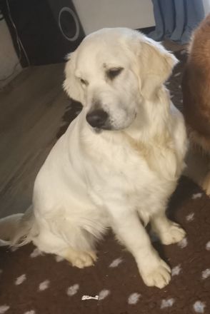 Golden retriever Welpen rüden suchen ein liebevolles Zuhause