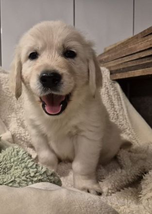 Golden retriever Welpen rüden suchen ein liebevolles Zuhause
