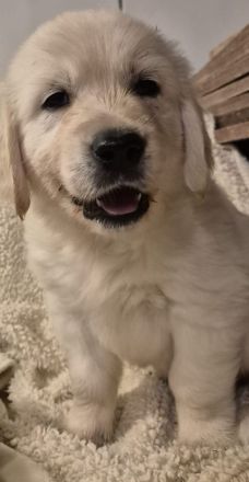 Golden retriever Welpen rüden suchen ein liebevolles Zuhause