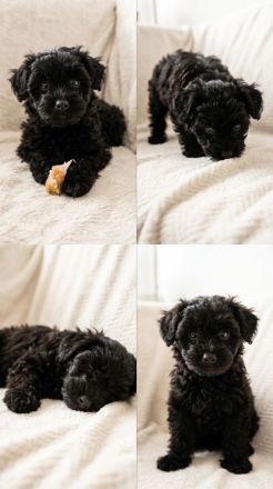 Süße Yorkiepoo Welpen (Yorkshire Terrier Pudel Mix) Hypoallergene Designerhunde ab sofort abzugeben