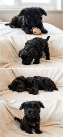 Süße Yorkiepoo Welpen (Yorkshire Terrier Pudel Mix) Hypoallergene Designerhunde ab sofort abzugeben