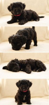 Süße Yorkiepoo Welpen (Yorkshire Terrier Pudel Mix) Hypoallergene Designerhunde ab sofort abzugeben