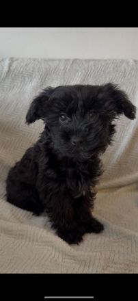 Süße Yorkiepoo Welpen (Yorkshire Terrier Pudel Mix) Hypoallergene Designerhunde ab sofort abzugeben