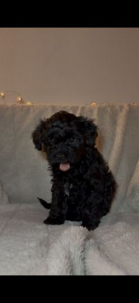 Süße Yorkiepoo Welpen (Yorkshire Terrier Pudel Mix) Hypoallergene Designerhunde ab sofort abzugeben