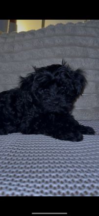 Süße Yorkiepoo Welpen (Yorkshire Terrier Pudel Mix) Hypoallergene Designerhunde ab sofort abzugeben