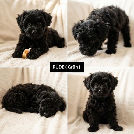 Süße Yorkiepoo Welpen (Yorkshire Terrier Pudel Mix) Hypoallergene Designerhunde ab sofort abzugeben