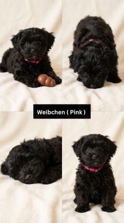 Süße Yorkiepoo Welpen (Yorkshire Terrier Pudel Mix) Hypoallergene Designerhunde ab sofort abzugeben