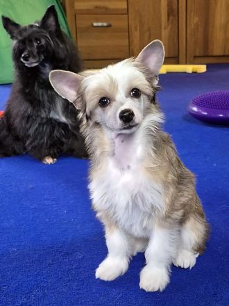 Chinese Crested Dog