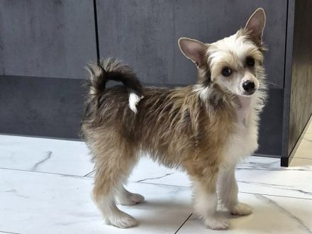 Chinese Crested Dog