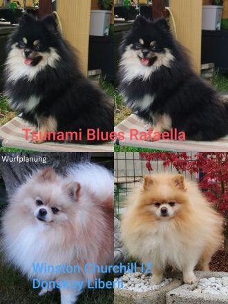 Abgabe bereit! Zwergspitz Pomeranian Welpe aus erfahrene Hobbyzucht seid 2008 Eltern mit FCI Ahnent.