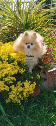Pomeranian Zwergspitz Zuchtaufgabe