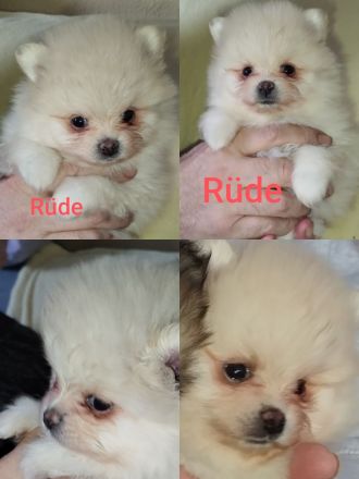 Abgabe bereit! Zwergspitz Pomeranian Welpe aus erfahrene Hobbyzucht seid 2008 Eltern mit FCI Ahnent.