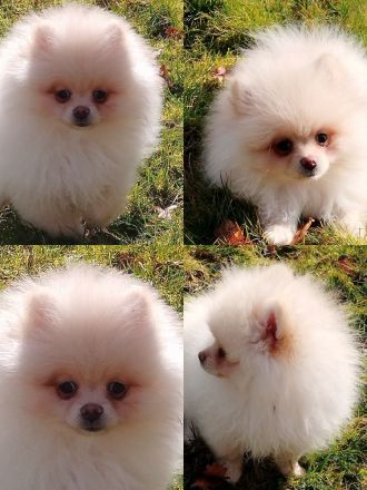 Abgabe bereit! Zwergspitz Pomeranian Welpe aus erfahrene Hobbyzucht seid 2008 Eltern mit FCI Ahnent.