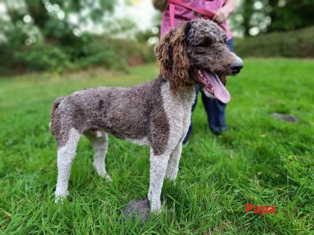 Aussiedoodle Welpen (kein Labradoodle/Bernedoodle/Goldendoodle)