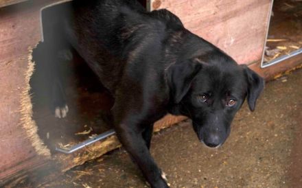 Schwarze Schönheit Minna sucht geduldiges Zuhause