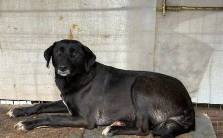 Schwarze Schönheit Minna sucht geduldiges Zuhause