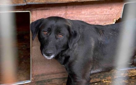 Schwarze Schönheit Minna sucht geduldiges Zuhause