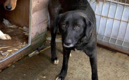 Schwarze Schönheit Minna sucht geduldiges Zuhause