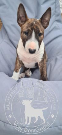 Miniatur Bullterrier Rüden