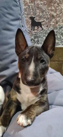 Miniatur Bullterrier Rüden