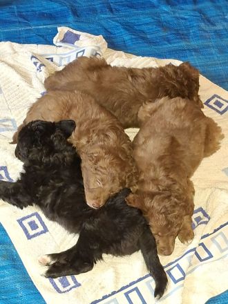 4 süße Mischlingswelpen