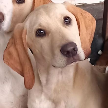 Welpe Malou (weiblich) / in 40882 Ratingen (NRW) / vorgemerkt