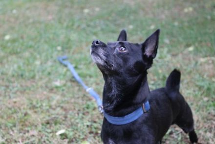 Knirps,Chihuahua-Pinscher-Mix, geb. 2021, sucht ruhiges und strukturiertes Zuhause