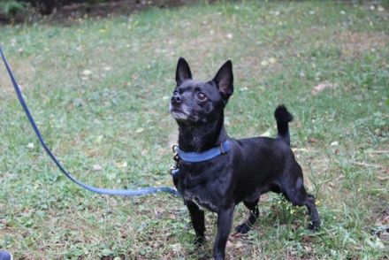 Knirps,Chihuahua-Pinscher-Mix, geb. 2021, sucht ruhiges und strukturiertes Zuhause