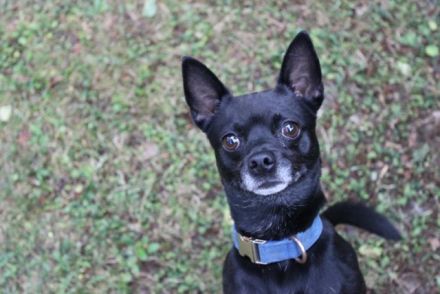 Knirps,Chihuahua-Pinscher-Mix, geb. 2021, sucht ruhiges und strukturiertes Zuhause