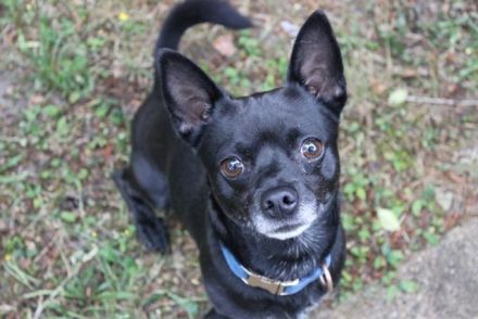 Knirps,Chihuahua-Pinscher-Mix, geb. 2021, sucht ruhiges und strukturiertes Zuhause