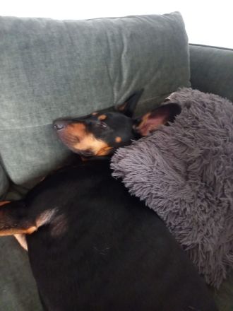 Süsser Dobermannmix in liebrvolle Hände abzugeben