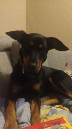Süsser Dobermannmix in liebrvolle Hände abzugeben