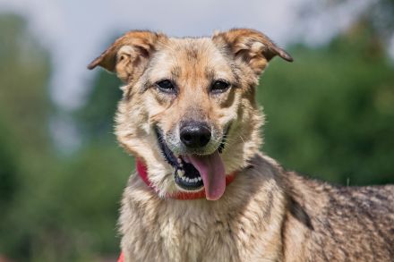 Die liebe und freundliche Zara wünscht sich schon lange ein Zuhause