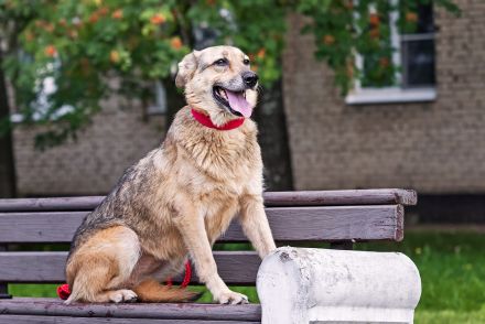 Die liebe und freundliche Zara wünscht sich schon lange ein Zuhause