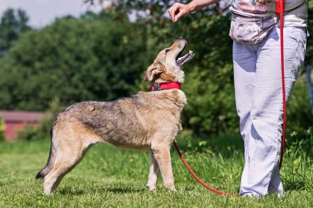 Die liebe und freundliche Zara wünscht sich schon lange ein Zuhause