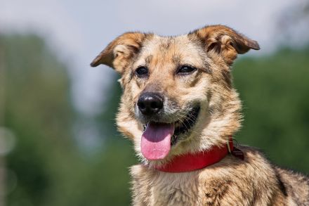Die liebe und freundliche Zara wünscht sich schon lange ein Zuhause