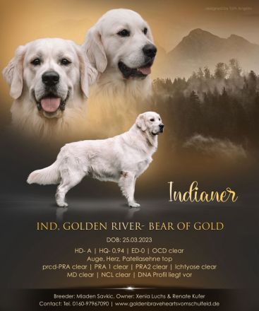 Wu r f a n k ü n d i g u n g : Golden Retriever Welpen  aus liebevoller Aufzucht mit Ahnentafel!!!