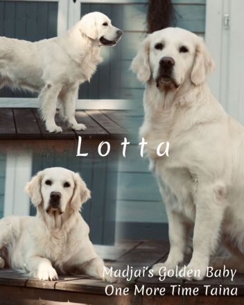 Wu r f a n k ü n d i g u n g : Golden Retriever Welpen  aus liebevoller Aufzucht mit Ahnentafel!!!