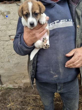 Verkaufe 6 süße Jack Russell Terrier Welpen