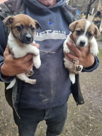 Verkaufe 6 süße Jack Russell Terrier Welpen