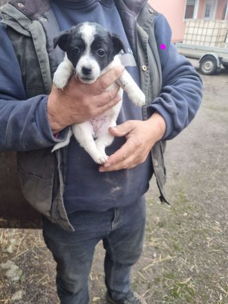 Verkaufe 6 süße Jack Russell Terrier Welpen