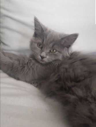 12 Wochen alte Katzen mix bkh bkh zu verkaufen männlich